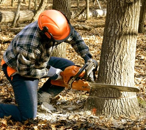 Tree Removal in Nine Mile Falls, WA